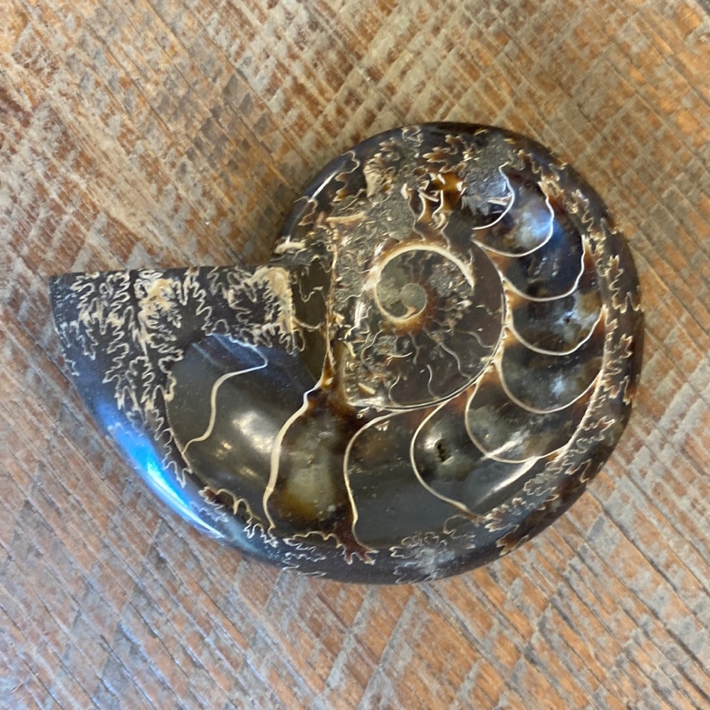 Trinket Or Ring Bowl Polished Black Ammonite Fossil Decorative Accent